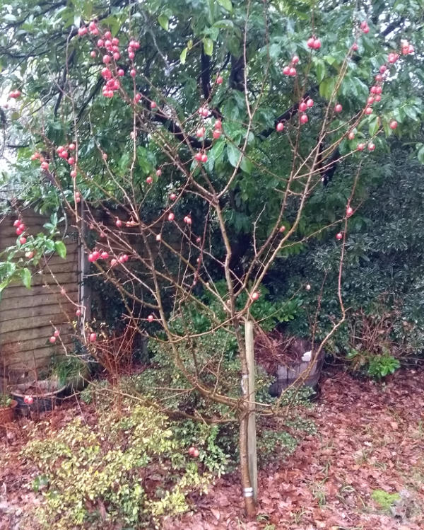 An apple tree grown from a pink Lady seed